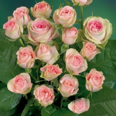 Роза спрей Бело-розовая