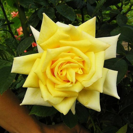 Роза чайно-гибридная Старлайт (Starlite)