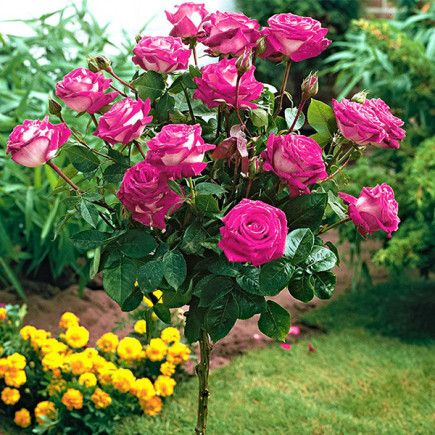 Троянда Акапелла (Acapella) штамб Tantau (контейнер 2 л)