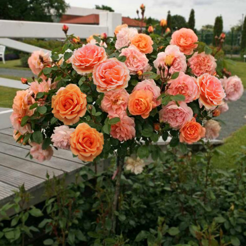 Троянда Ашрам (Ashram) штамб Tantau 1 прищепа