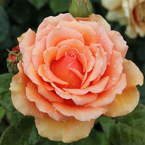 Троянда Ашрам (Ashram) штамб Tantau