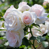 Троянда Аспірин Розе (Aspirin Rose) штамб Tantau 1 прищепа