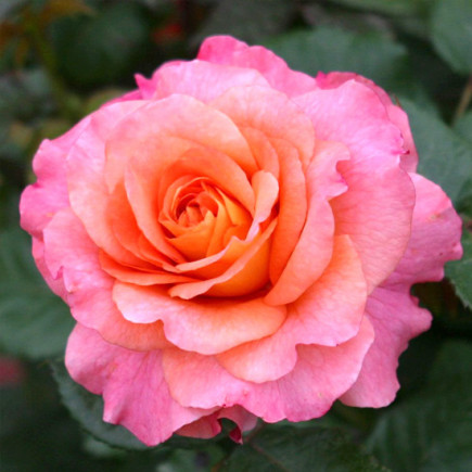 Троянда Августа Луіза (Augusta Luise) штамб Tantau