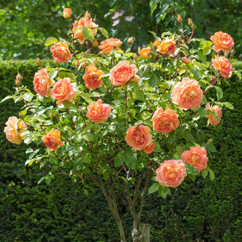 Троянда Бельведер (Belvedere) штамб Tantau