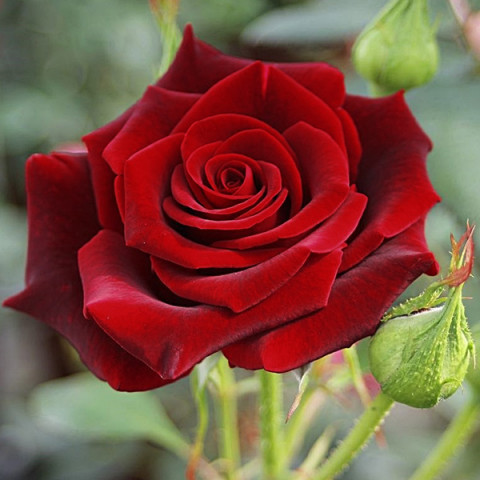 Троянда Блек Меджик (Black Magic) штамб Tantau