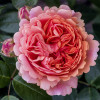 Троянда Чіппендейл (Chippendale) штамб Tantau
