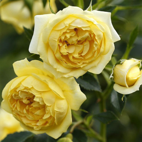 Троянда Старлет Роуз Еліда (Starlet Rose Elida) штамб Tantau