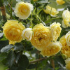 Троянда Старлет Роуз Еліда (Starlet Rose Elida) штамб Tantau (контейнер 2 л)