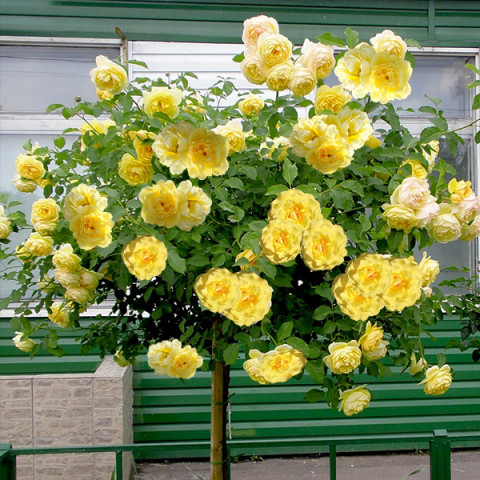 Троянда Ліхткенігін Лючія (Lichtkonigin Lucia) штамб Tantau