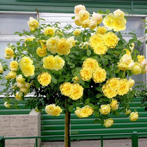 Троянда Ліхткенігін Лючія (Lichtkonigin Lucia) штамб Tantau