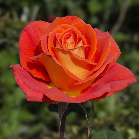 Троянда Моника (Monika) штамб Tantau