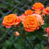 Троянда Моніка (Monika) штамб Tantau (контейнер 2 л)