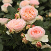 Троянда Пастелла (Pastella) штамб Tantau