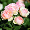 Троянда Пастелла (Pastella) штамб Tantau