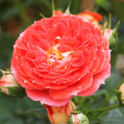 Троянда Старлет Роуз Кармен (Starlet Rose Carmen) штамб Tantau