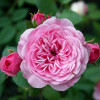 Троянда Старлет Роуз Єва (Starlet Rose Eva) штамб Tantau (контейнер 2 л)