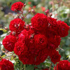 Троянда Старлет Роуз Наталі (Starlet Rose Natalie) штамб Tantau