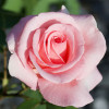 Троянда Саммер Леді (Summer Lady) штамб Tantau (контейнер 2 л)