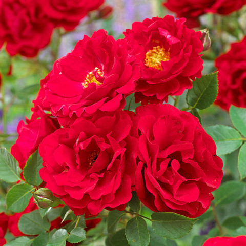 Троянда Цвергконіг 78 (Zwergkonig 78) штамб Tantau