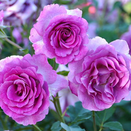 Троянда плетиста Віолет Парфум (Violette Parfume)