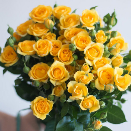 Троянда спрей Єллоу Бэйбі (Yellow Baby)