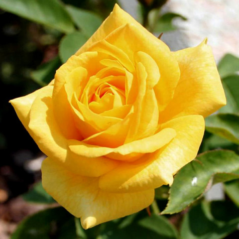 Троянда чайно-гібридна Жовтий Острів (Yellow Island)
