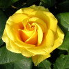 Роза чайно-гибридная Желтый Остров (Yellow Island)