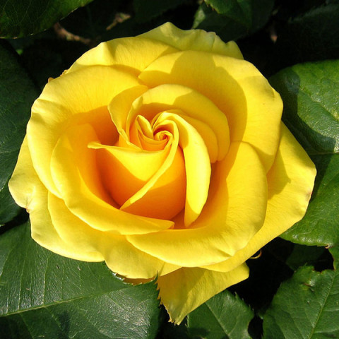 Троянда чайно-гібридна Жовтий Острів (Yellow Island)