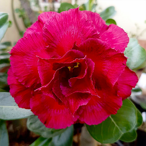 Адениум Red Camellia (Рэд Камеллия)