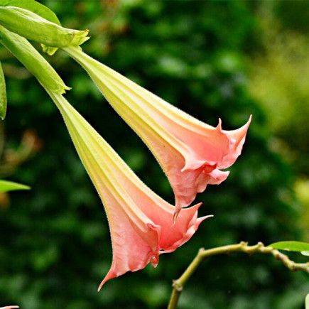 Бругмансія Angel Trumpet