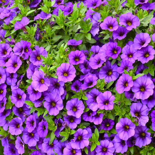 Калибрахоа Aloha Midnight Purple - купить с доставкой по Украине
