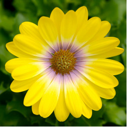 Остеоспермум Zion Magic Yellow (Зайон Мэджик Йеллоу)