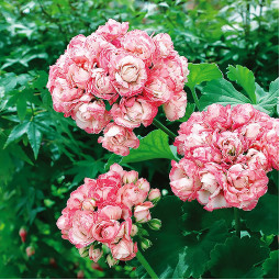 Пеларгонія Appleblossom Rosebud