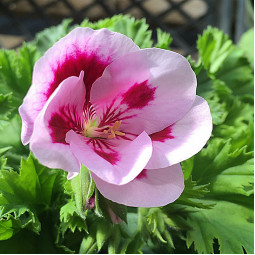 Пеларгонія Candy Flowers Bicolor