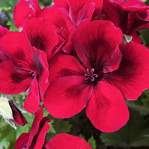 Пеларгония Candy Flowers Dark Red
