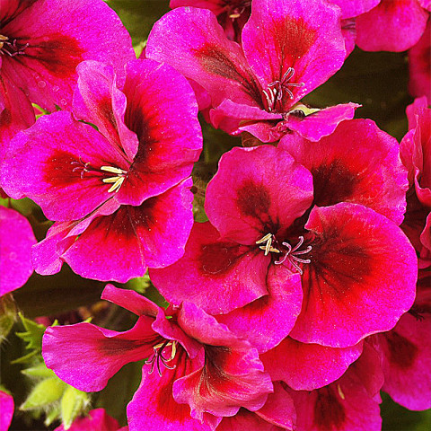 Пеларгония Candy Flowers Violet