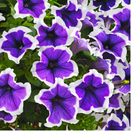 Петуния Cascadias Rim Violet (Каскадиас Рим Вайлет)