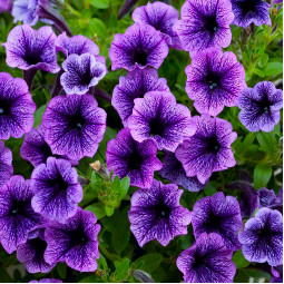 Петуния Littletunia Blue Vein (Литтлтуния Блу Вейн)