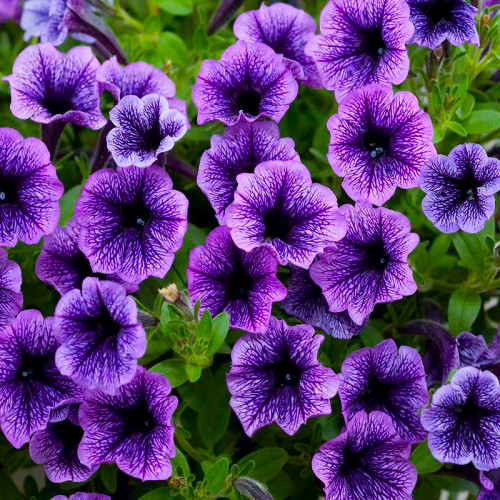 Петуния Littletunia Blue Vein (Литтлтуния Блу Вейн) - купить с