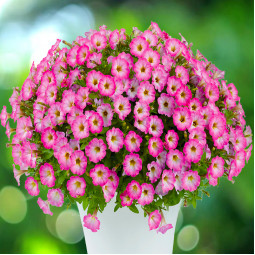 Петуния Littletunia Pink Frills (Литтлтуния Пинк Фриллс)