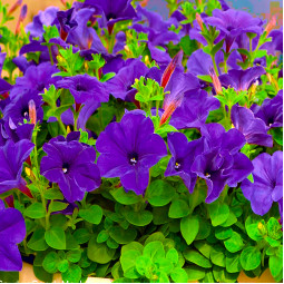 Петунія Sanguna Cobalt Blue (Сангуна Кобальт Блу)