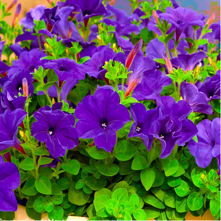 Петунія Sanguna Cobalt Blue (Сангуна Кобальт Блу)