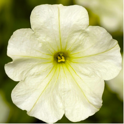Петуния Sanguna White (Сангуна Уайт)