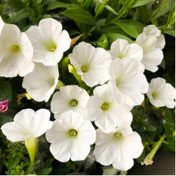 Петуния Supertunia Mini Vista White (Супертуния Мини Виста Вайт)