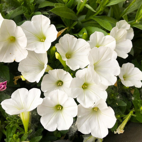 Петуния Supertunia Mini Vista White (Супертуния Мини Виста Вайт