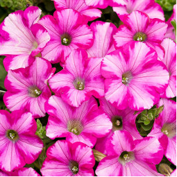 Петуния Supertunia Raspberry Blast (Супертуния Распберри Бласт)