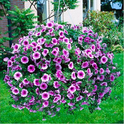 Петунія Supertunia Trailing Rose Veined (Супертунія Трейлінг Роуз Вейнд)