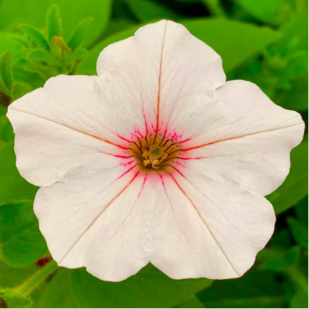Петуния Supertunia Vista Silverberry (Супертуния Виста Сильверберри)