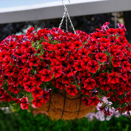 Петуния Sweetunia Fiona Flash (Свитуния Фиона Флеш) - купить с