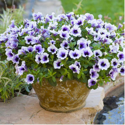 Петуния Sweetunia Purple Spotlight (Свитуния Перпл Спотлайт)
